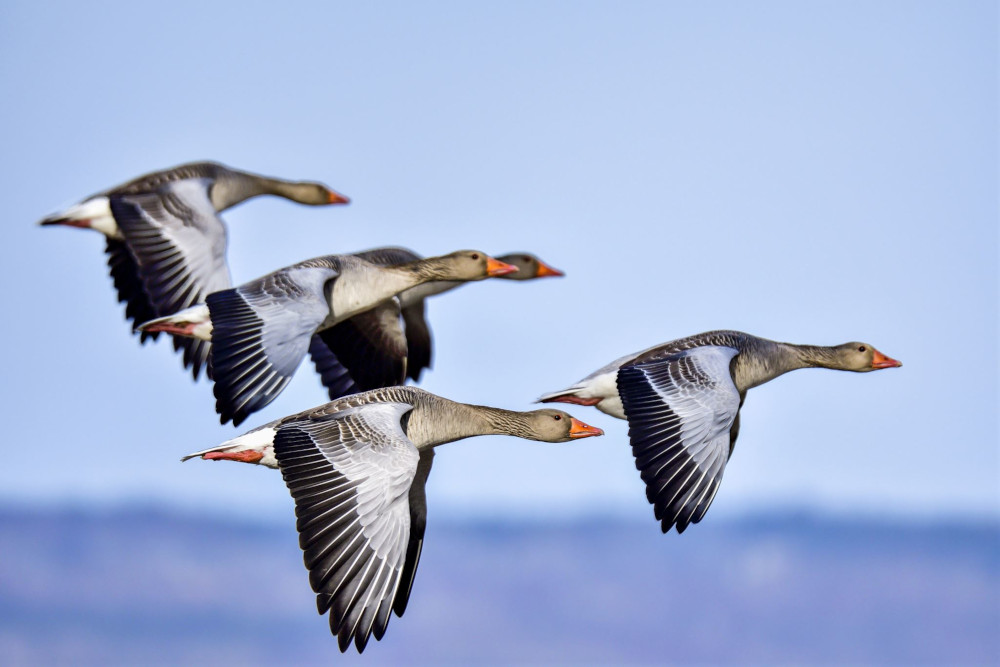 lcb-duck-stock.JPG